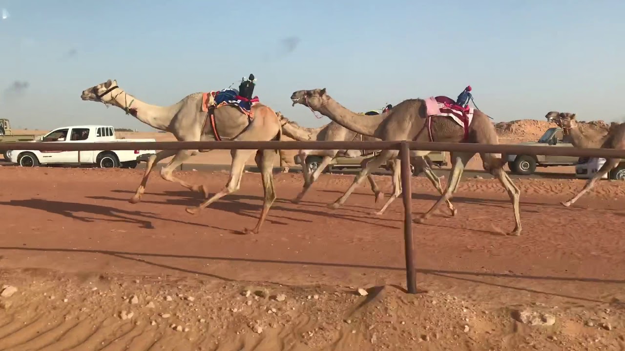 شاهين/نواف بن شفق الشمري