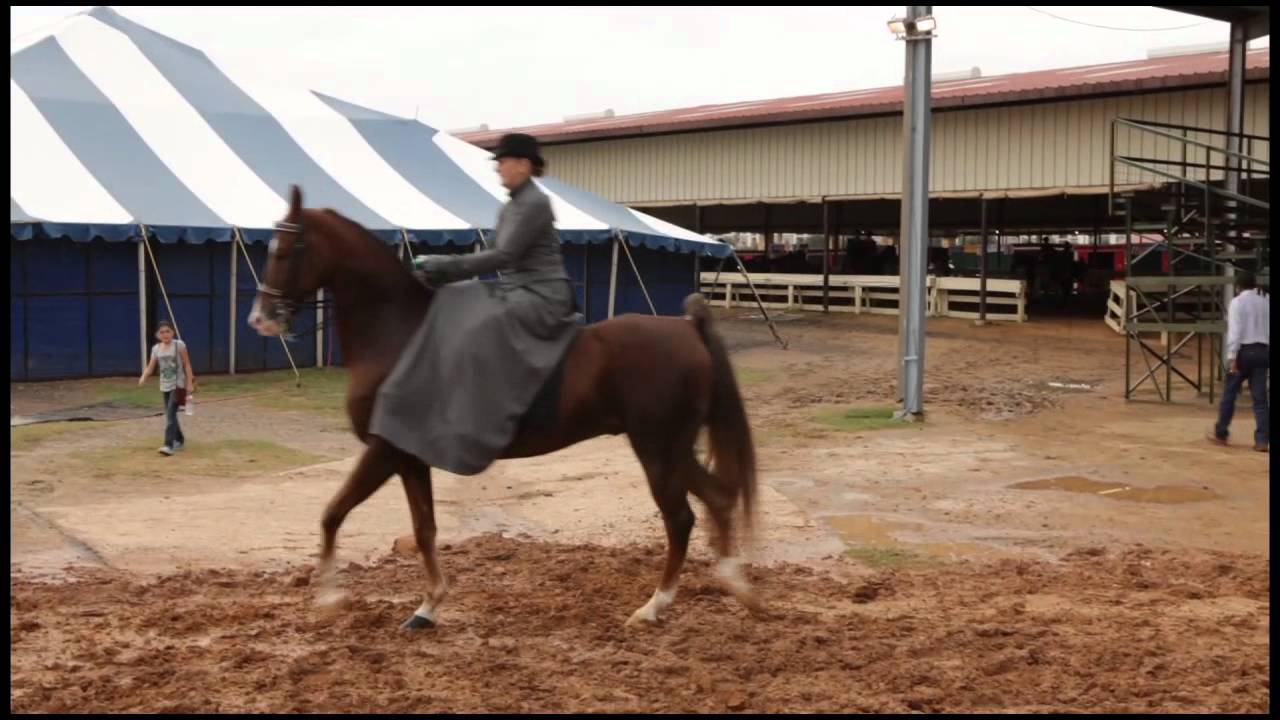 English Sidesaddle Horseback Riding on a Saddlebred Horse Walking