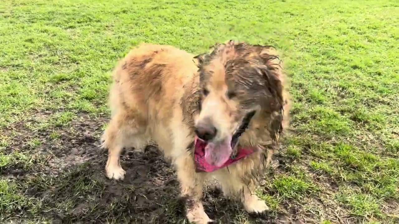 Holly decides to have some dirty fun at the dog park.