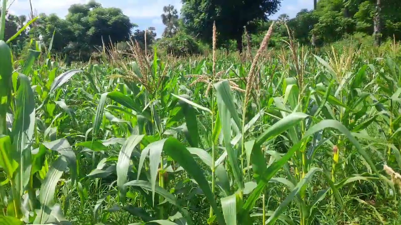 Monitoring Pertanaman Jagung Hibrida Varietas Jafran,Poktan Tena Epan Desa Wairbleler_Sikka_NTT