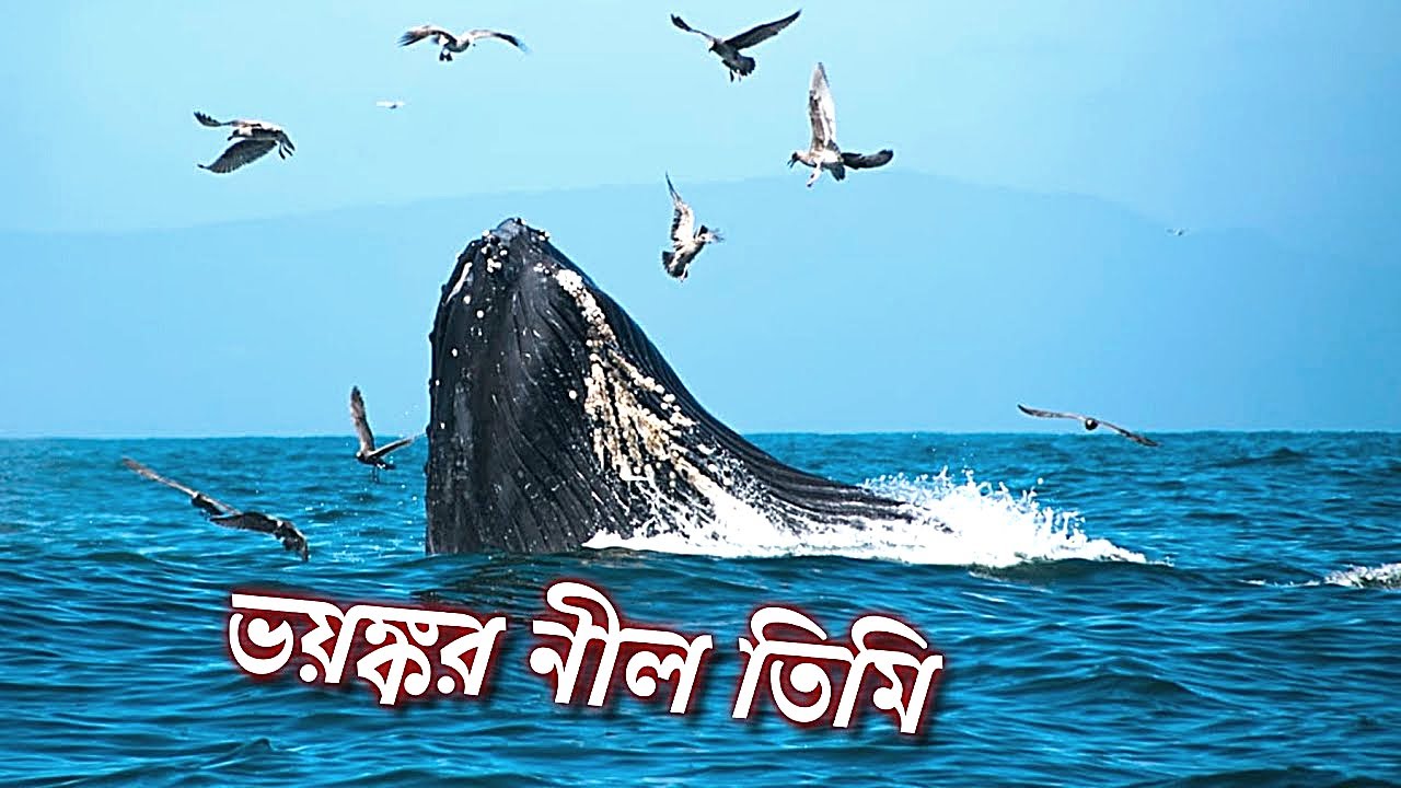ভয়ংকর নীল তিমি | Danger Blue Whale😟 The True Language Explain