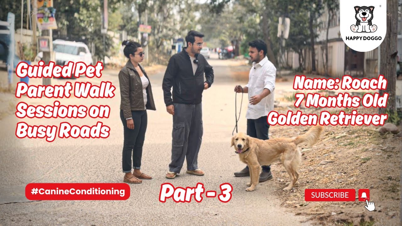 Guided Pet Parent Walk Session on Busy Roads