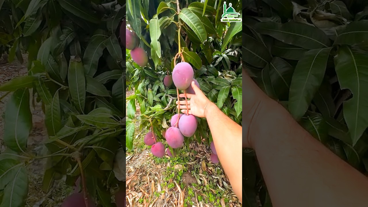 বেগুনি কালারের এই আম সবথেকে দামি হয়ে থাকে
