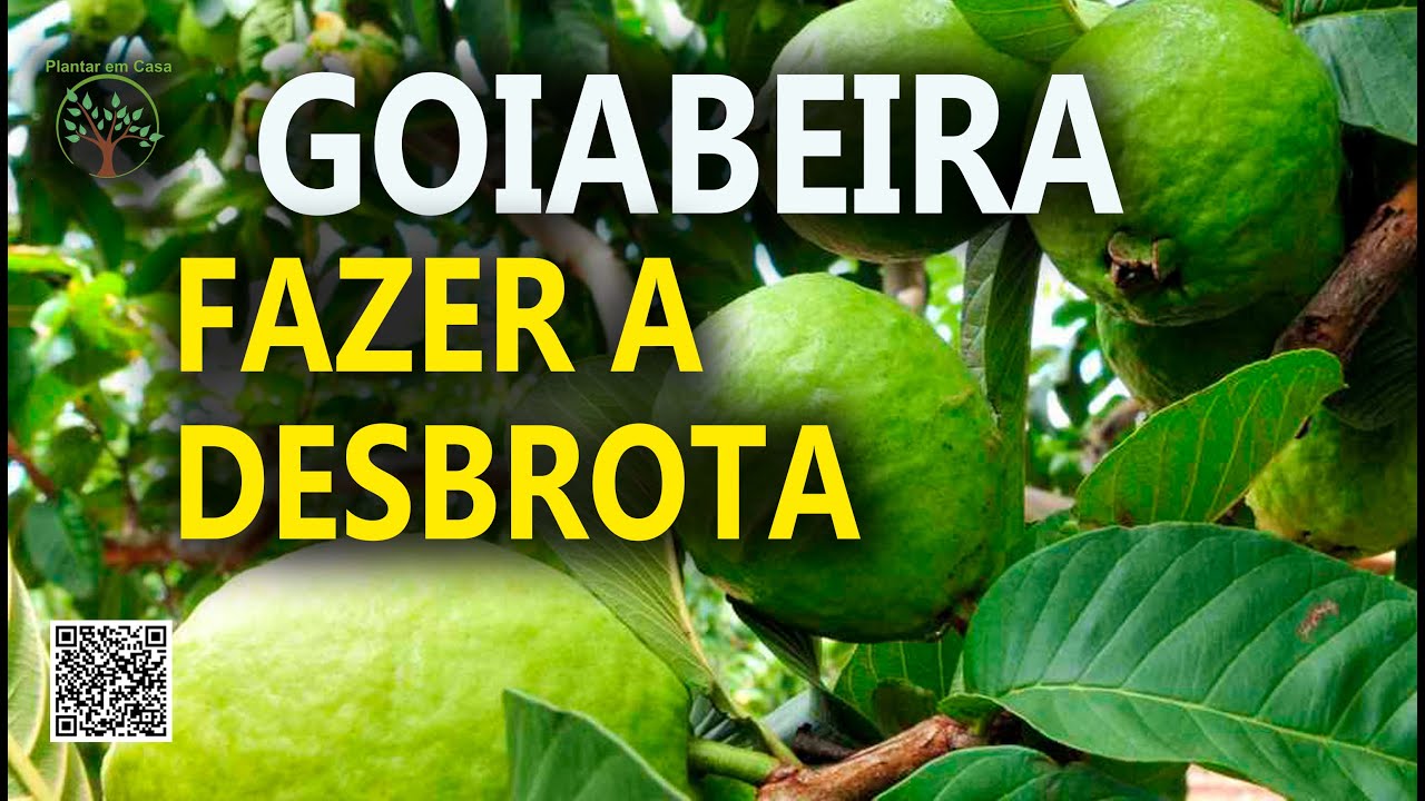 Poda de Goiabeira em Casa com Sergio Semerdjian e Virgilio Ferreira