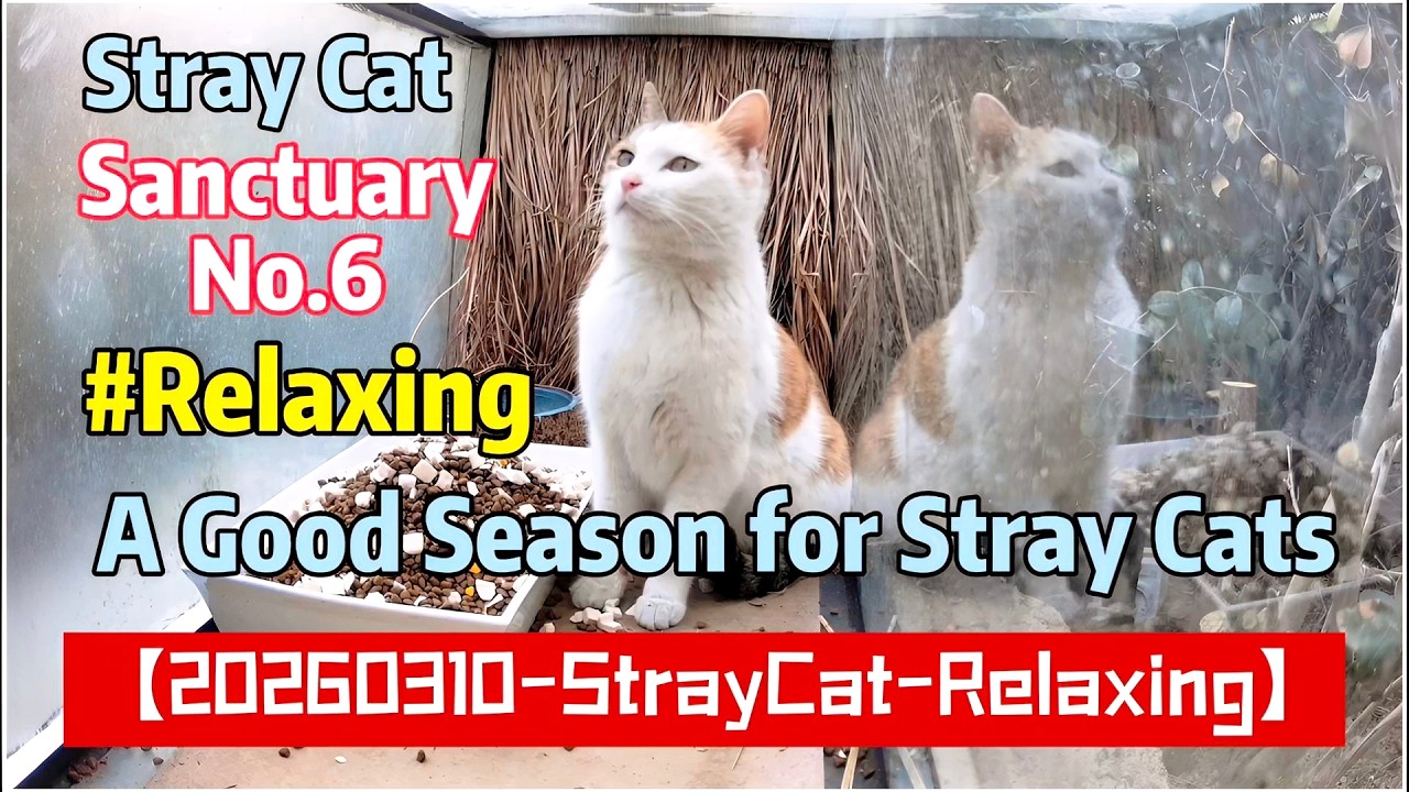 【20260310-StrayCat-Relaxing】😻Sanctuary No.6❤️ A Good Season for Stray Cats🐾#Relaxing #CatSanctuary