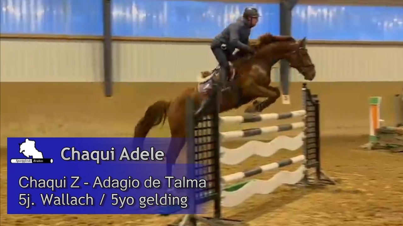 CHAQUI ADELE ~  5j. Wallach v. / 5yo gelding by Chaqui Z - Adagio de Talma
