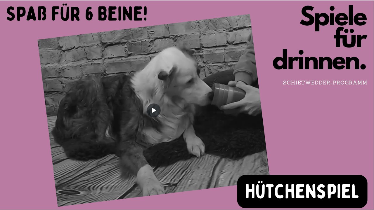 Hundespiel f&uuml;r schlechtes Wetter: Das H&uuml;tchenspiel