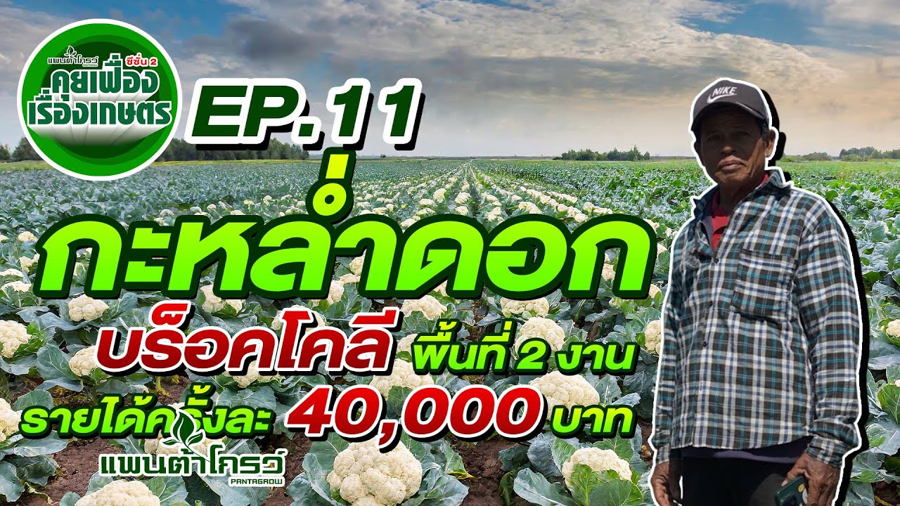 กะหล่ำดอกบร็อคโคลี พื้นที่ 2 งาน รายได้ครั้งละ 40,000 บาท | คุยเฟื่องเรื่องเกษตร ss2 Ep.11