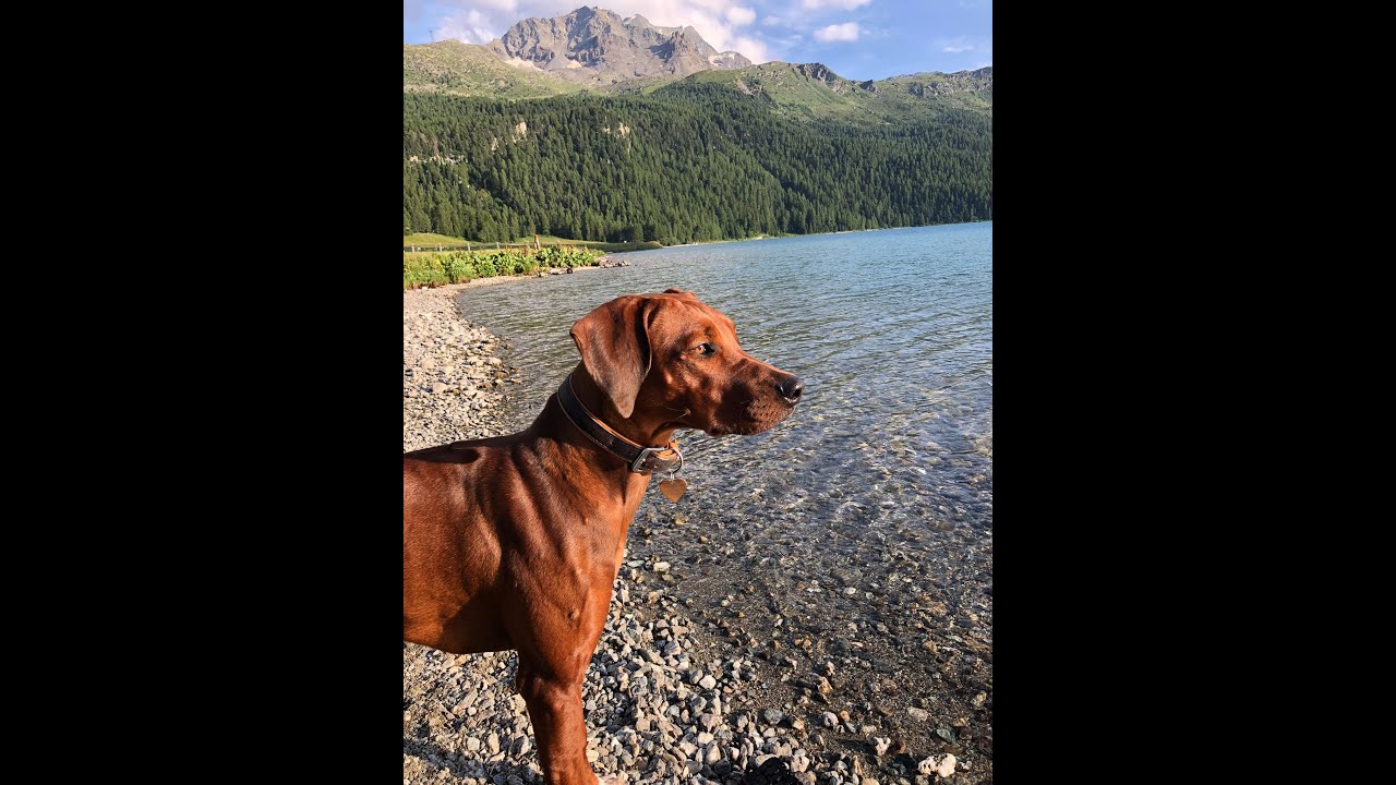Rhodesian Ridgeback Devi & ich in den Bergferien