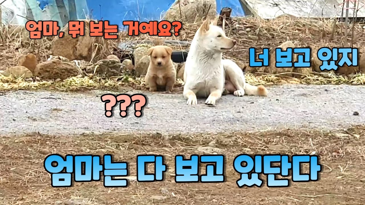 새끼들이 흩어져 놀 때, 섬세한 어미 개의 대응ㅣ진돗개와 시고르자브종 사이