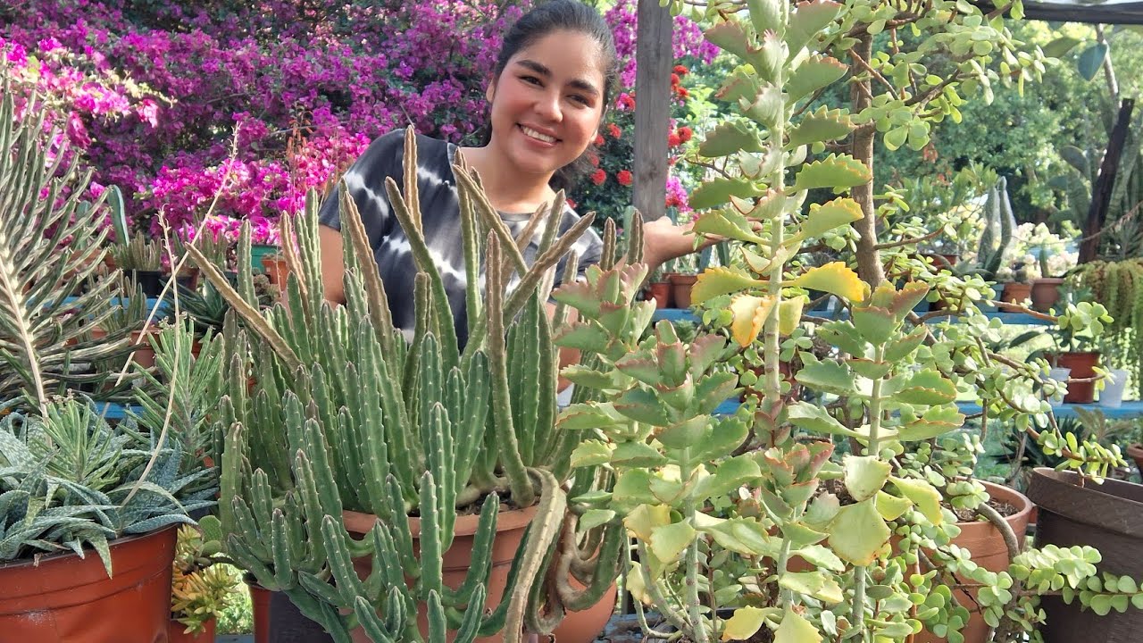 TRANPLANTANDO MI STAPELIA GIGANTE.