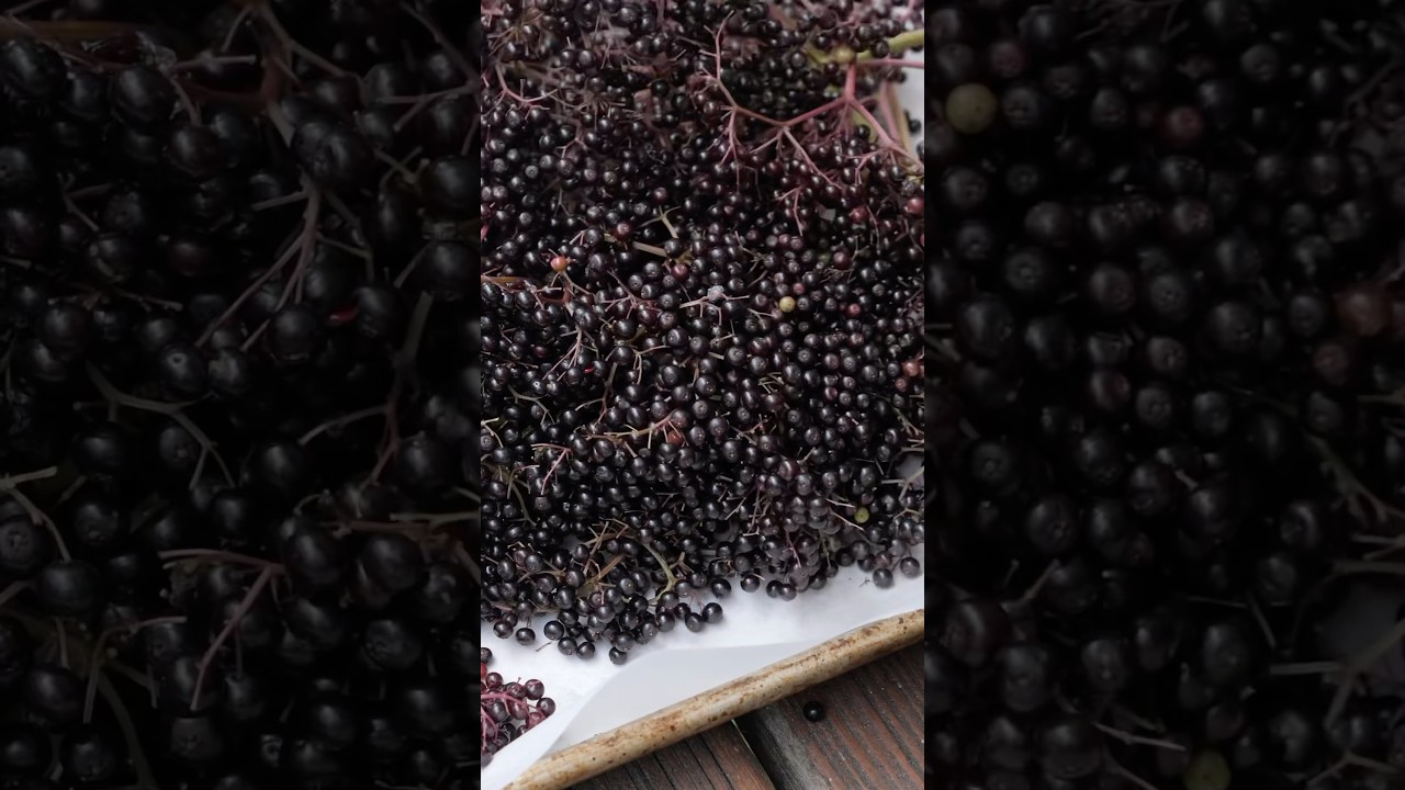 Wild elderberry from start to finish #asmr