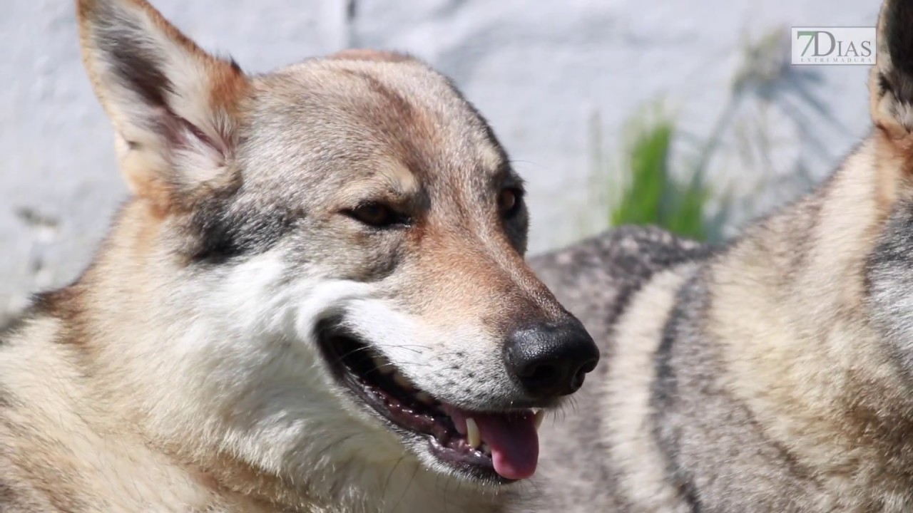 LOS LOBOS CHECOSLOVACOS DE EXTREMADURA CONQUISTAN EL MUNDO
