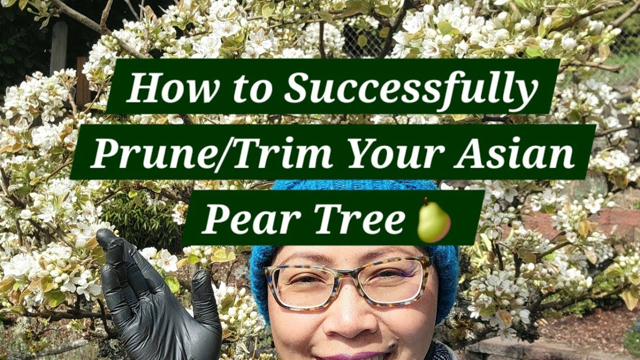 How to Successfully Prune/Trim Your Asian Pear Tree 2025 🌳 @gardeningwithNaomie #garden #gardening