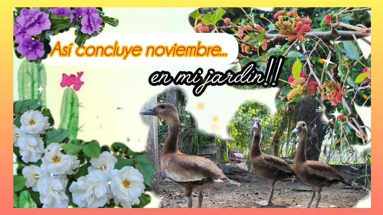 Así concluye noviembre,  en mí jardín!! #novedad #plantas