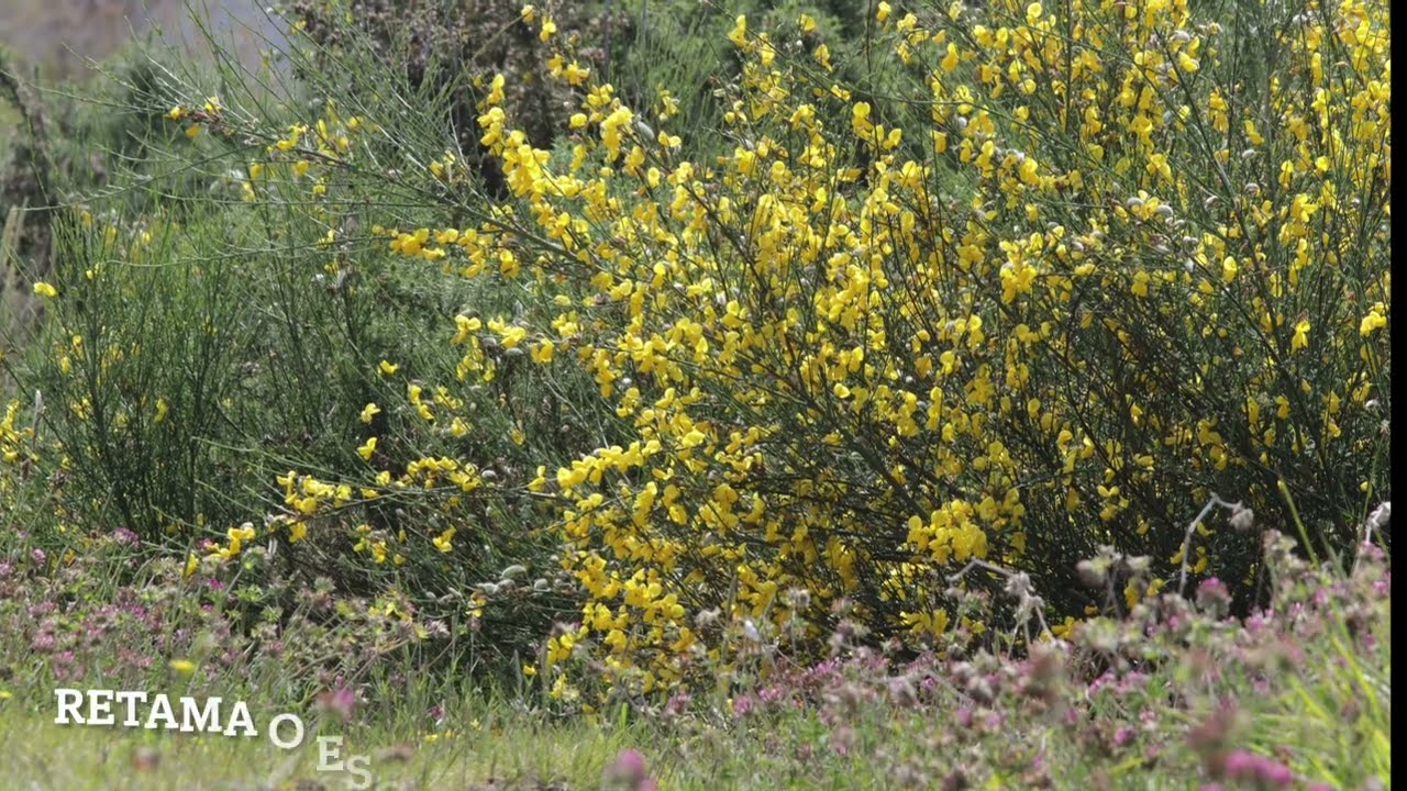 RETAMA O ESCOBÓN (CYTISUS STRIATUS)