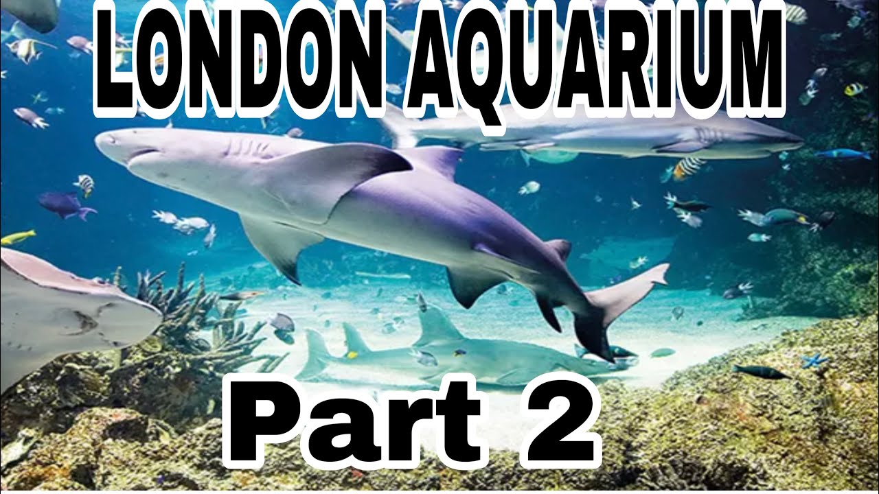LONDON AQUARIUM /AQUARIUM LONDON SEE LIFE