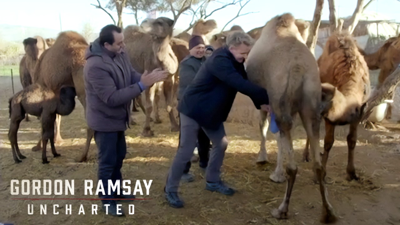 Gordon Ramsay's First Encounter with Camel Delights | Gordon Ramsay: Uncharted
