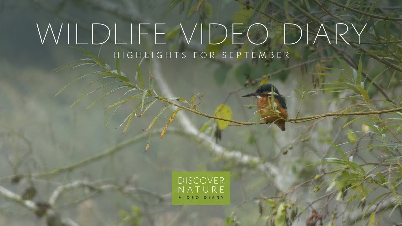 Wildlife video diary - Highlights for September