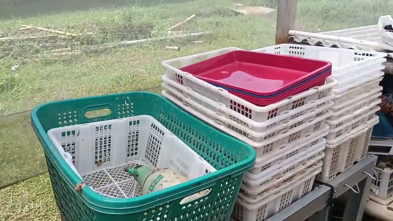 Tugas PKWU(Observasi Pertanian)
