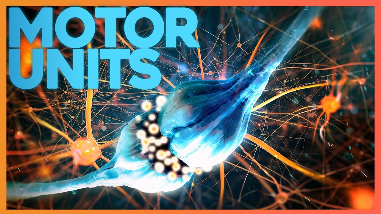 Motor Units: Where Nerve Meets Muscle | Corporis