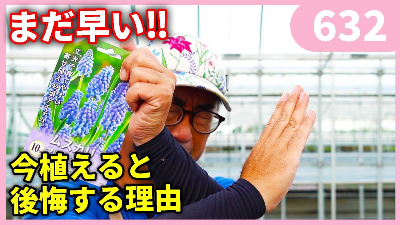 ムスカリの後悔しない植え時 ｂｙ園芸チャンネル 362 園芸 ガーデニング 初心者