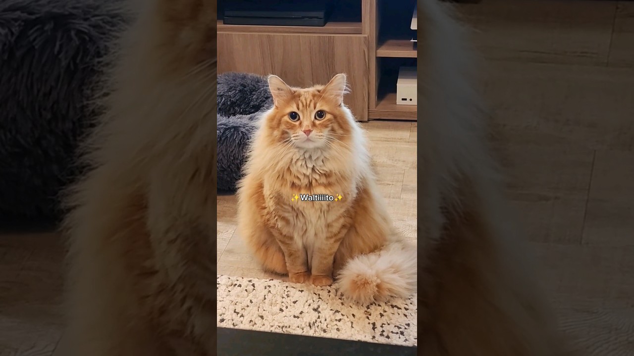 The fluffy potato wizard is displeased 😅 #cute #animals #cutecat #cat #pets #cuteanimals