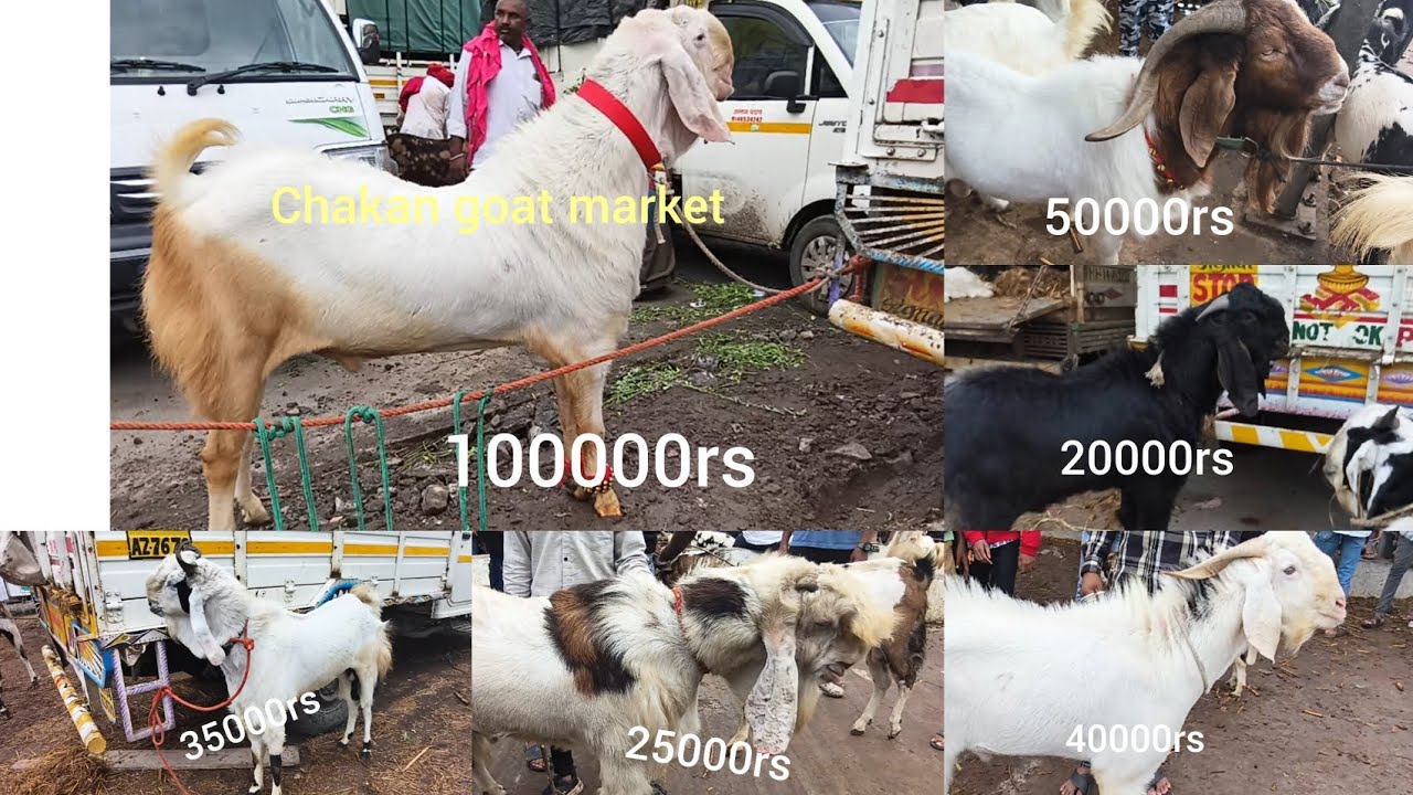 Pune biggest Bakra Mandi#chakan Bakra Mandi #chakangoatmarket