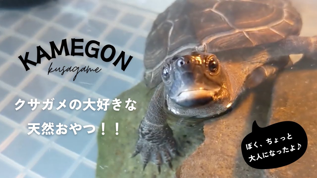 草亀が大好きな