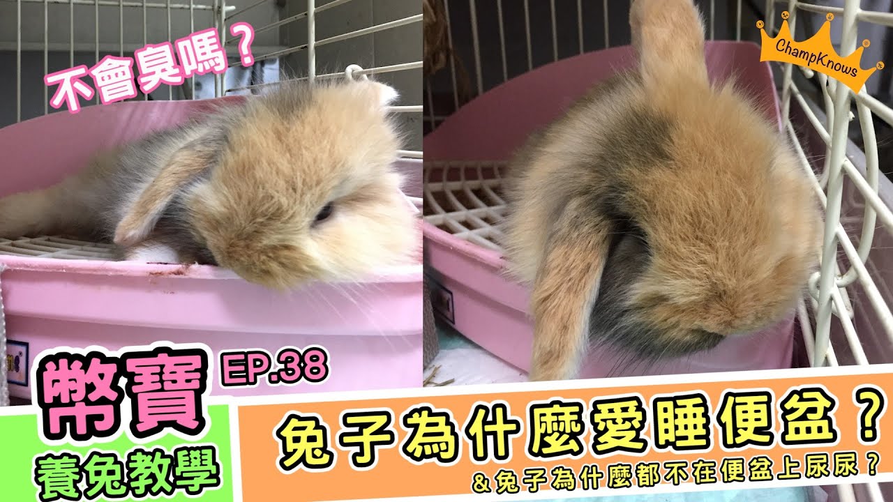 兔子為什麼愛睡在便盆上，但卻又不愛在自己的便盆上廁所呢？｜幣寶養兔教學系列 EP.38｜ChampKnows【冠軍知道】
