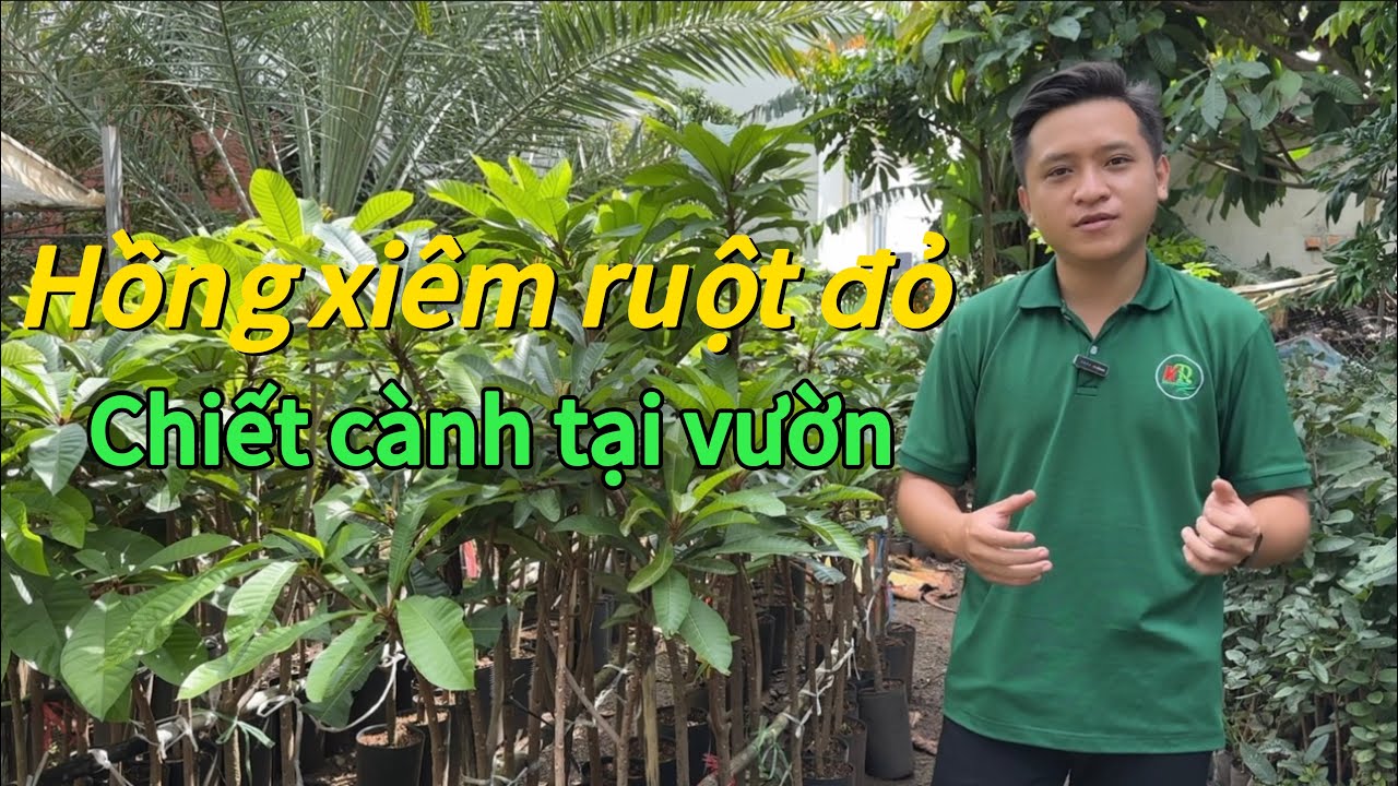 Bí quyết chọn cây và quy trình chiết cành Hồng Xiêm Ruột Đỏ Khổng Lồ tại Khai Nguyên