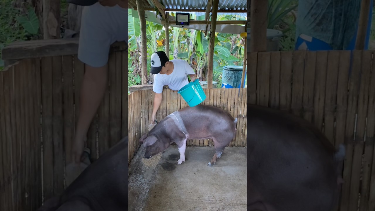 Время кормления нашей свиньи 🐖 #свиноводство #короткое