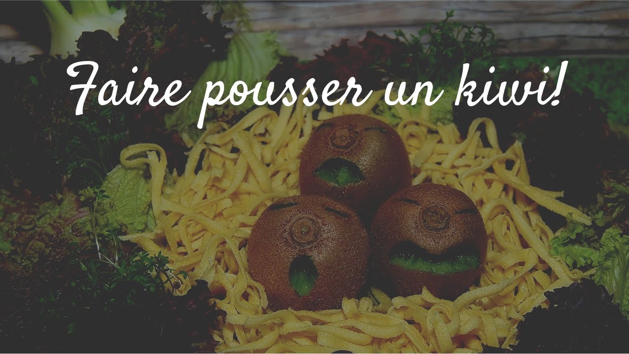 Comment faire pousser un kiwi?