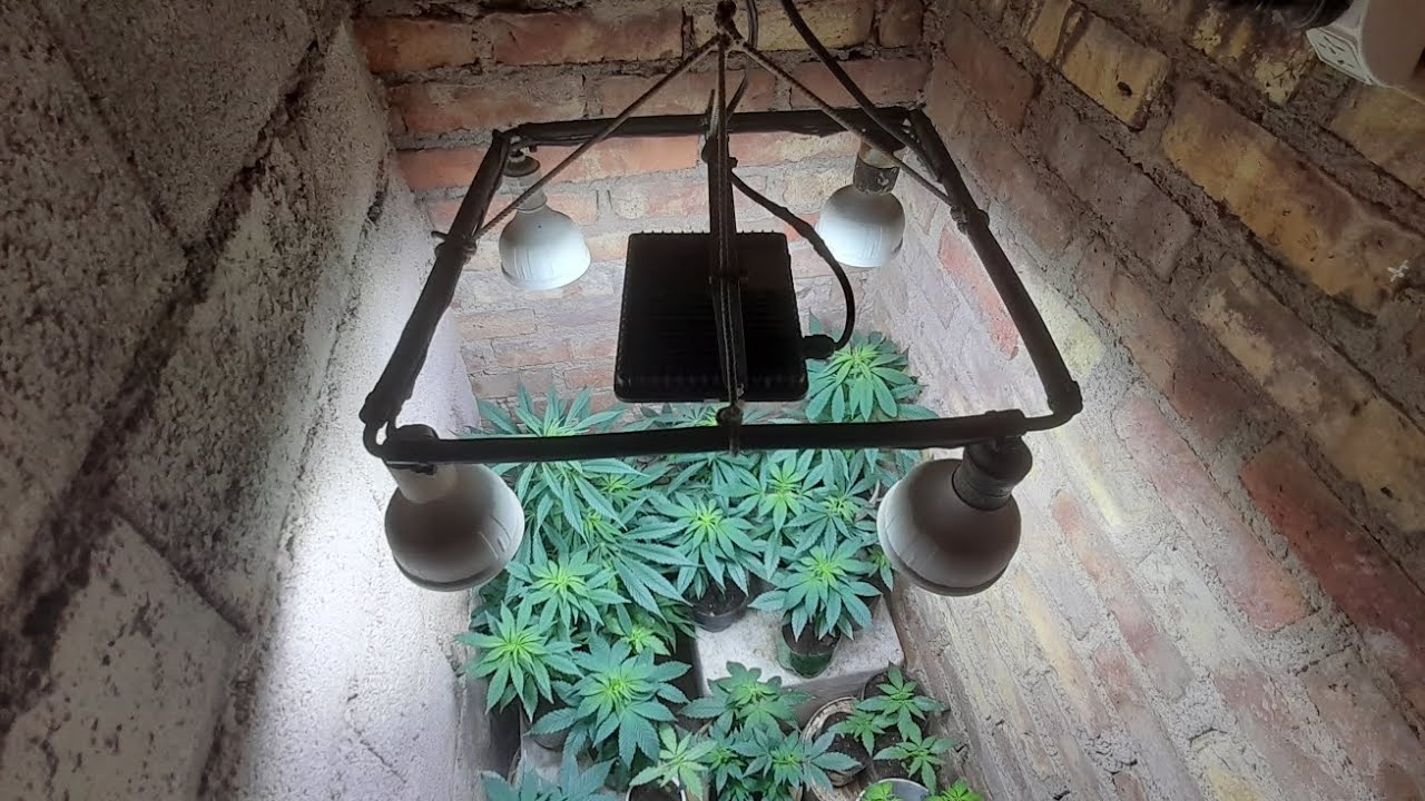 Sirven los Galponeros  Led para indoor..?
