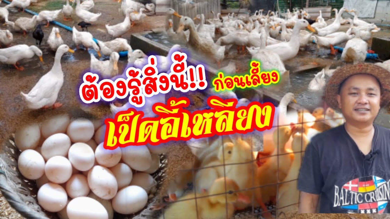 มือใหม่!! ต้องรู้สิ่งนี้ก่อนเริ่มเลี้ยง เป็ดอี้เหลียง