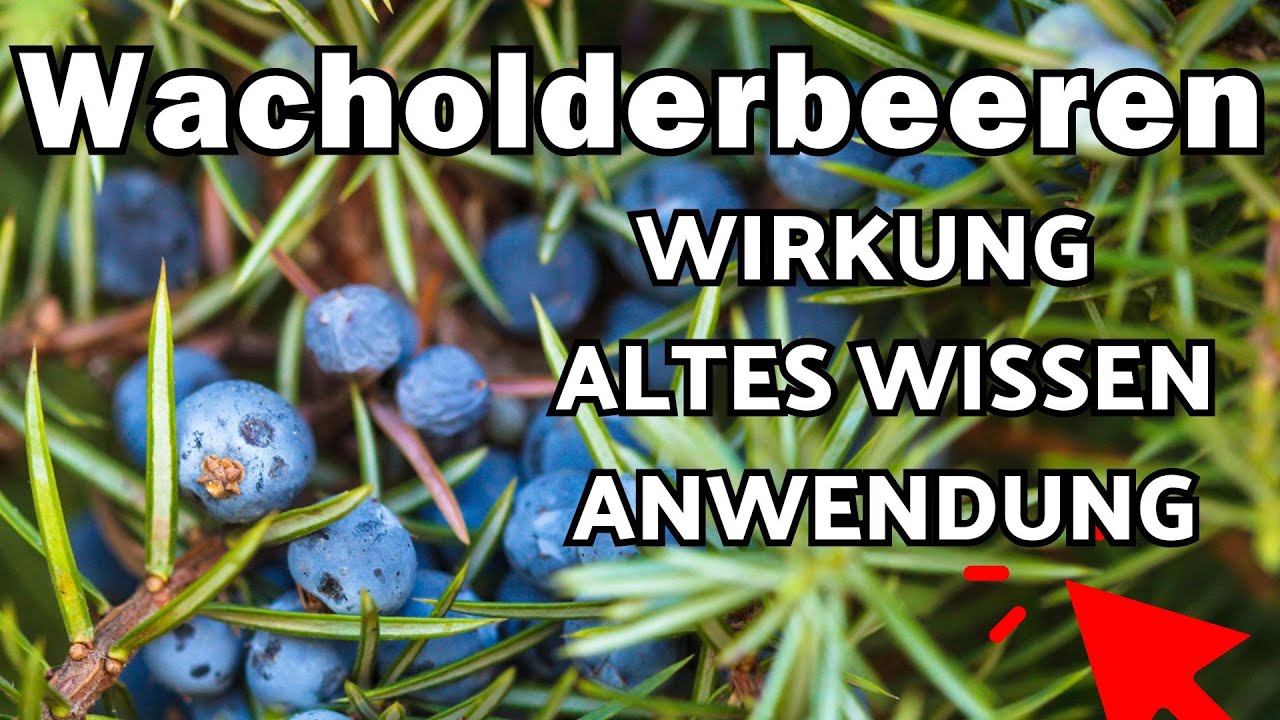 Wacholderbeeren Wirkung, Wissen & Verwendung🌞