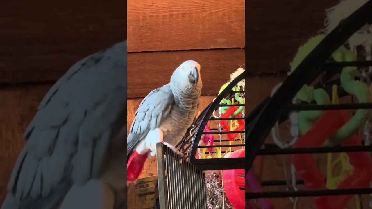 Poppy finally agrees to talk for the camera