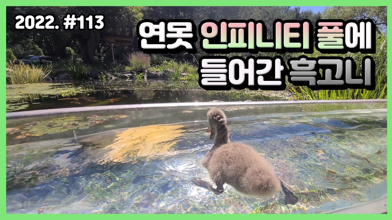 가물치 연못???에 아기 흑조가 들어갔습니다