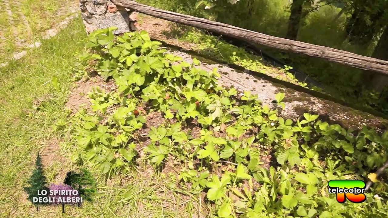 Lo spirito degli alberi: caco, lavanda, fico
