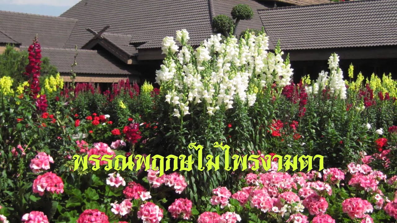 แม่แห่งแผ่นดิน - ชรินทร์ นันทนาคร