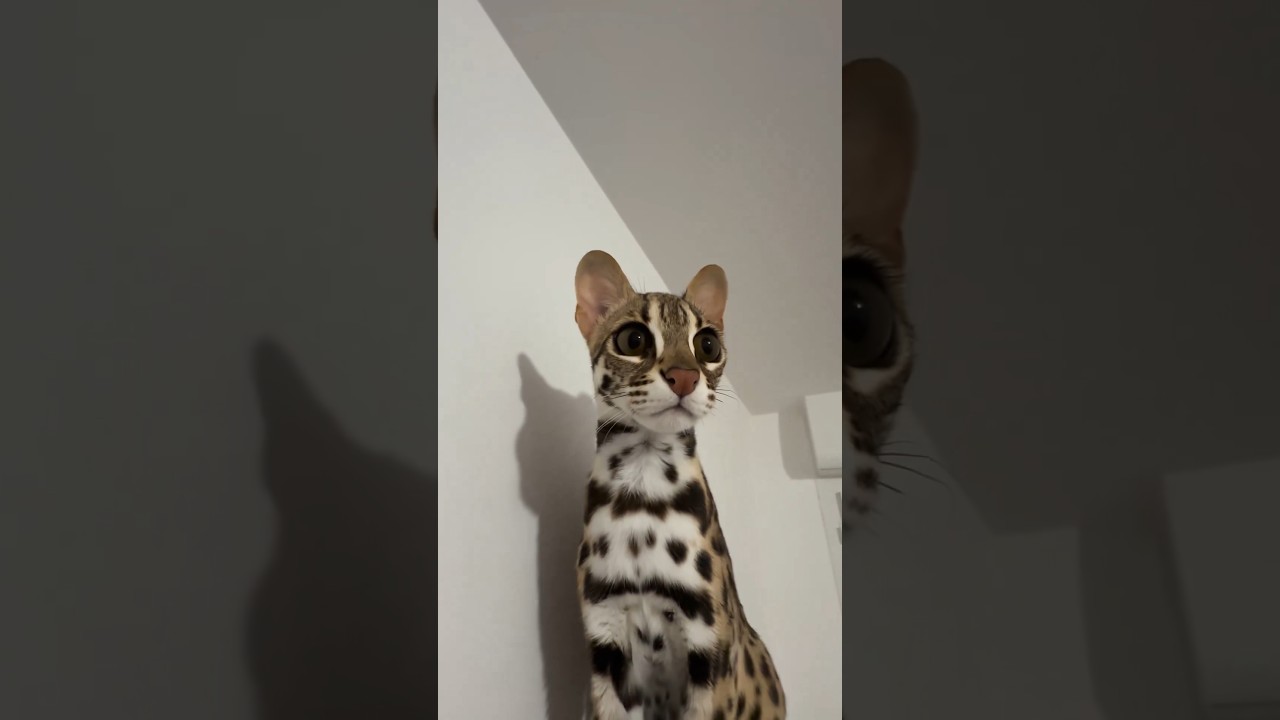 Asian Leopard Cat