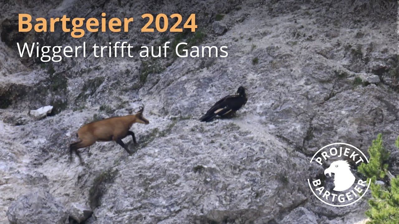 Wiggerls ungem&uuml;tlicher Empfang am ersten Landeplatz | LBV Bartgeier 2024
