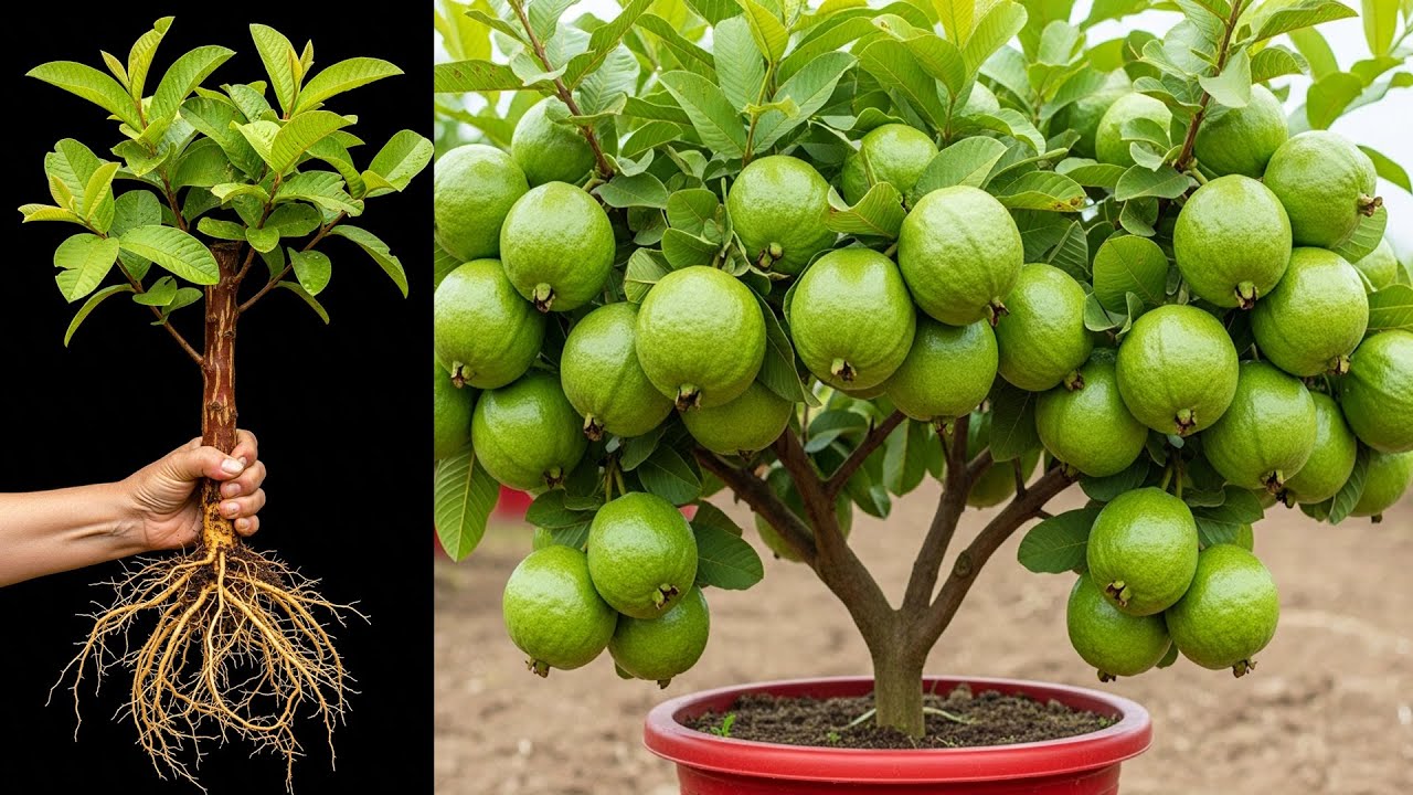 3 techniques for propagating guava at home | How to grow guava tree