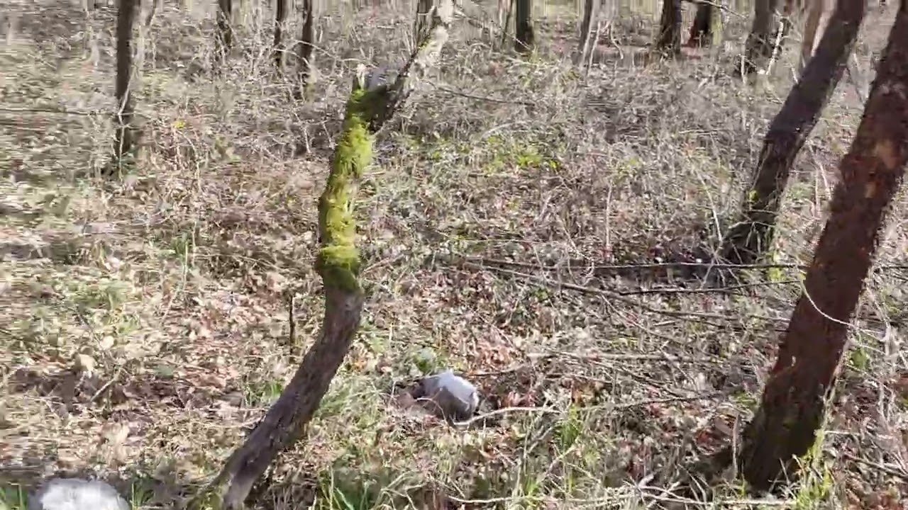 Palchi Cervo 🦌, le big