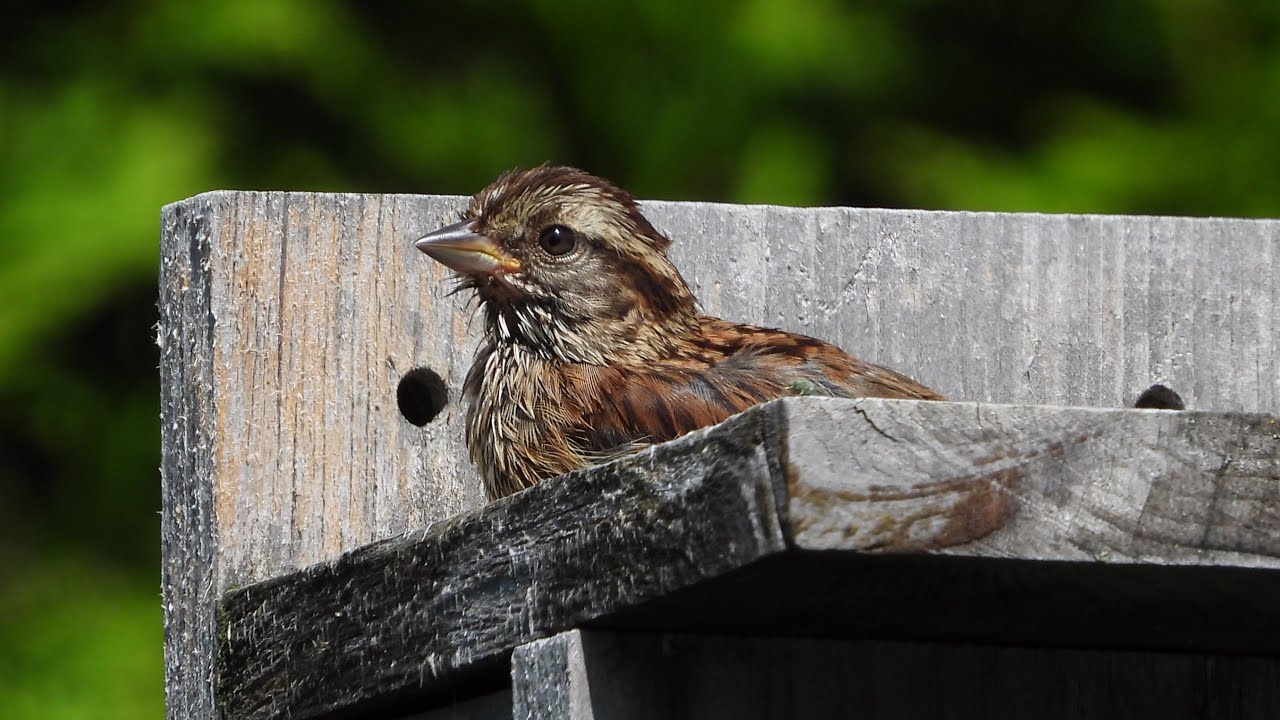 Backyard birding