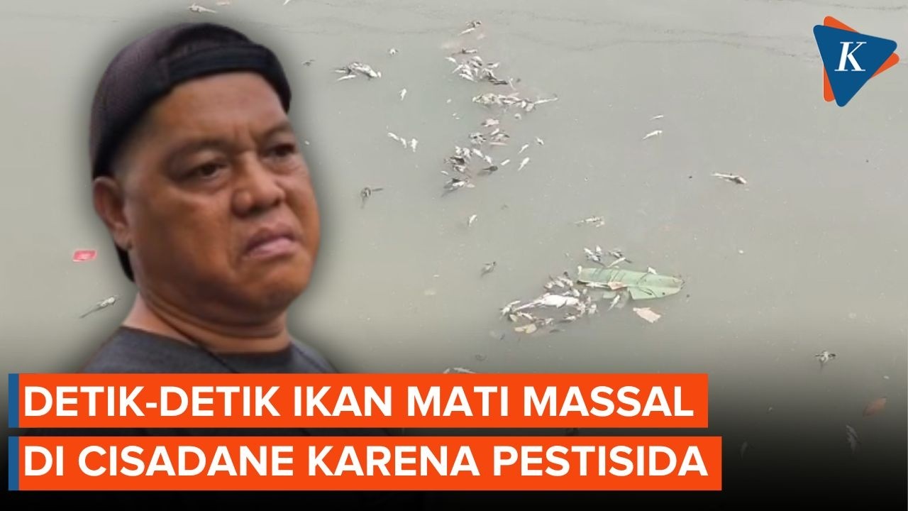 Warga Ceritakan Detik-detik Ikan Mati Massal di Cisadane, Langsung Diserok Orang-orang