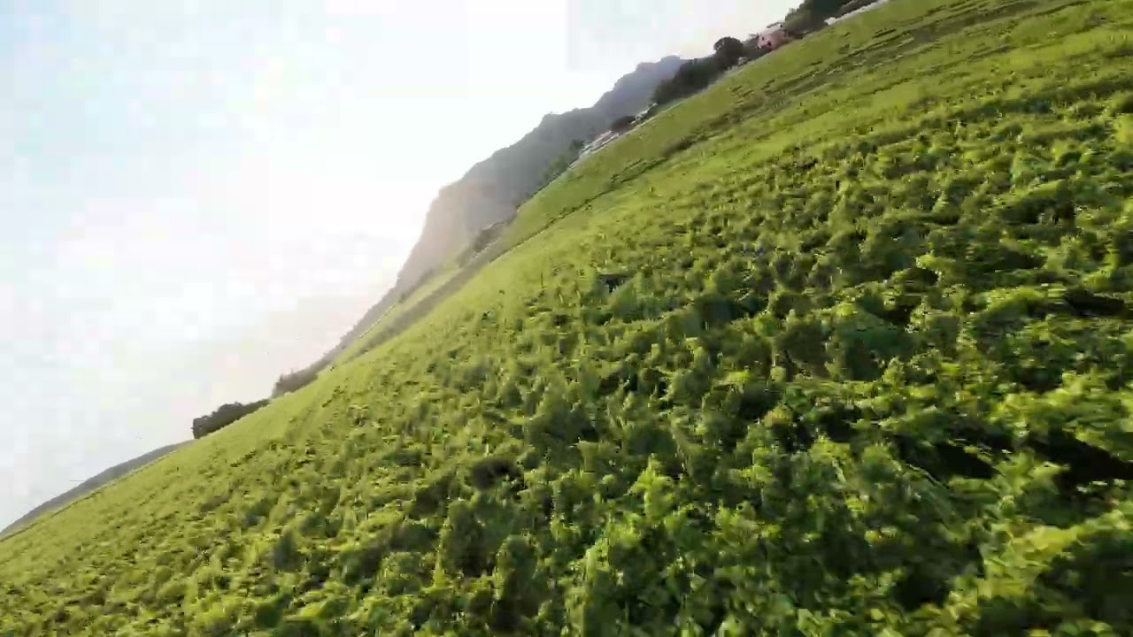 Vineyard run  - FPV  #fpv #vineyards #fun #geprc