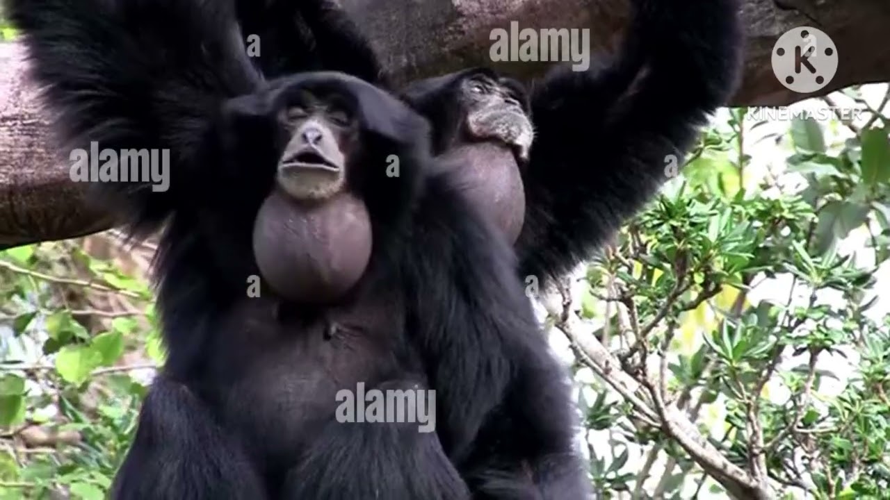 Zoo Miami Siamang Gibbon Monkey Ape Family Indonesia Tree Song