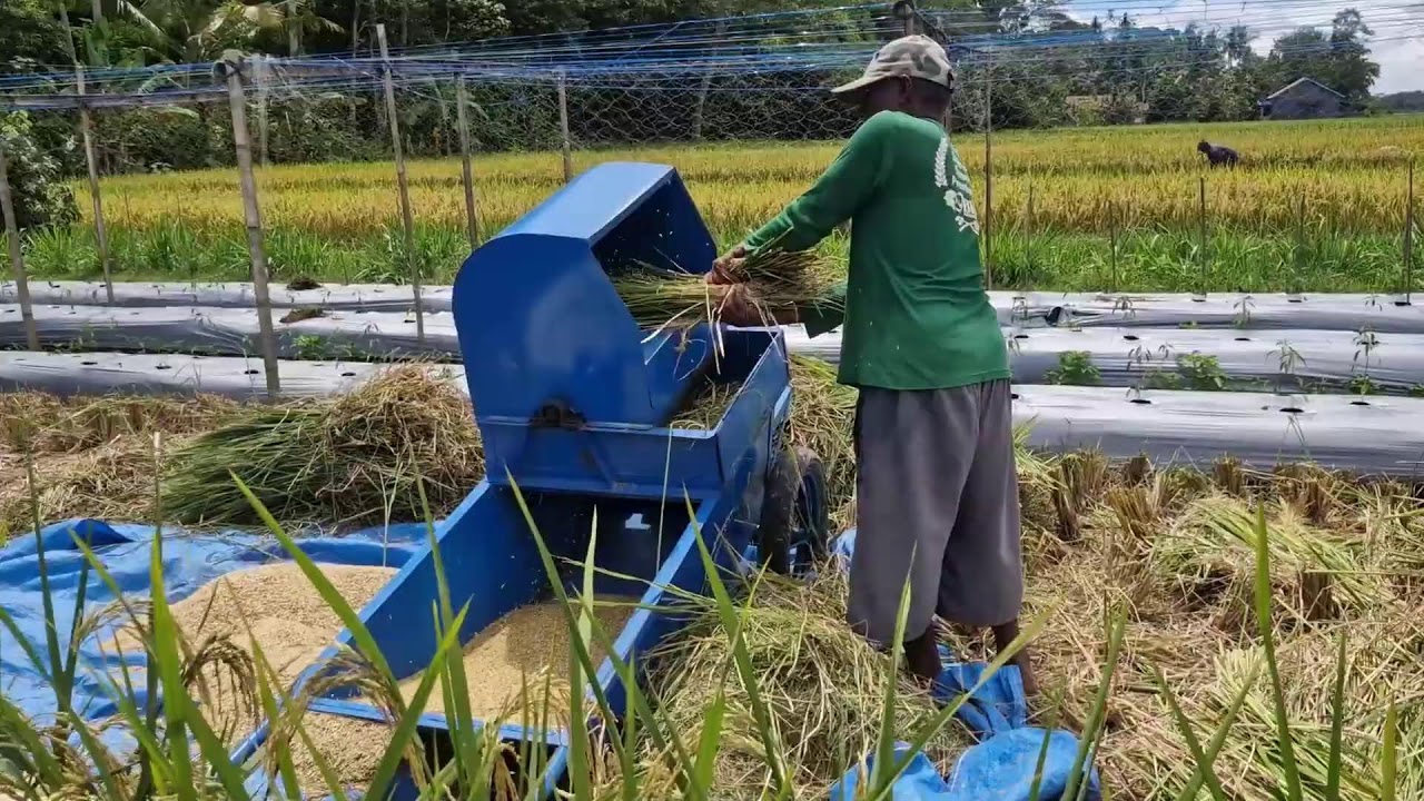 TRADITIONAL FARMING MEETS INNOVATION: GENIUS FARMER SEPARATES RICE GRAINS EFFORTLESSLY-farming tips