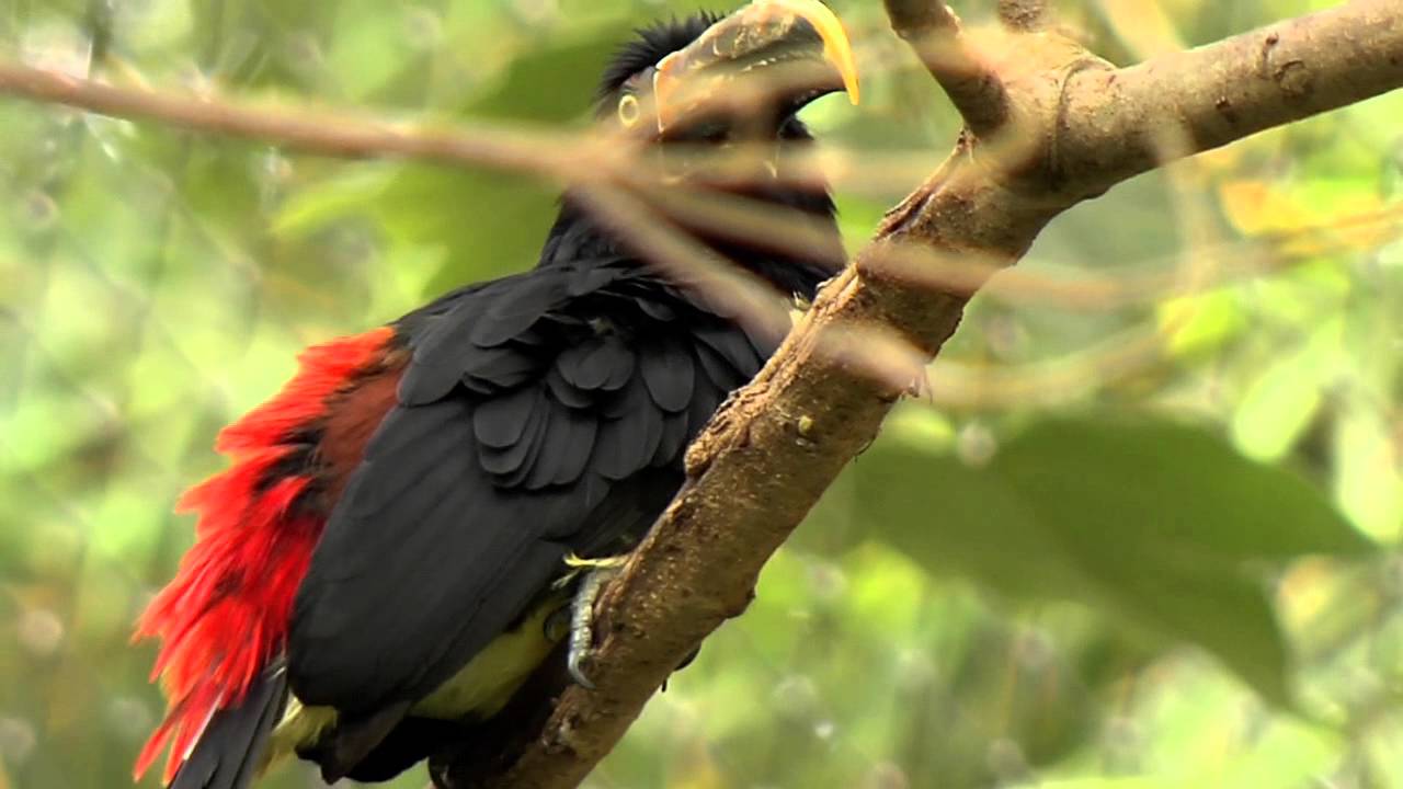 Aves de Colombia